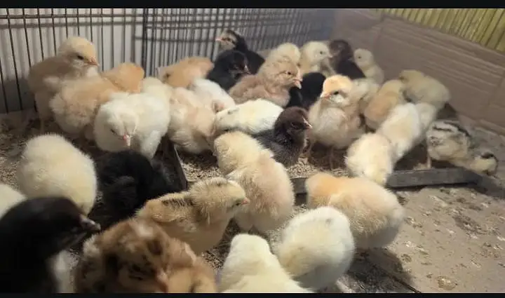 golden misri chicks pair 03359496284 — photo 3