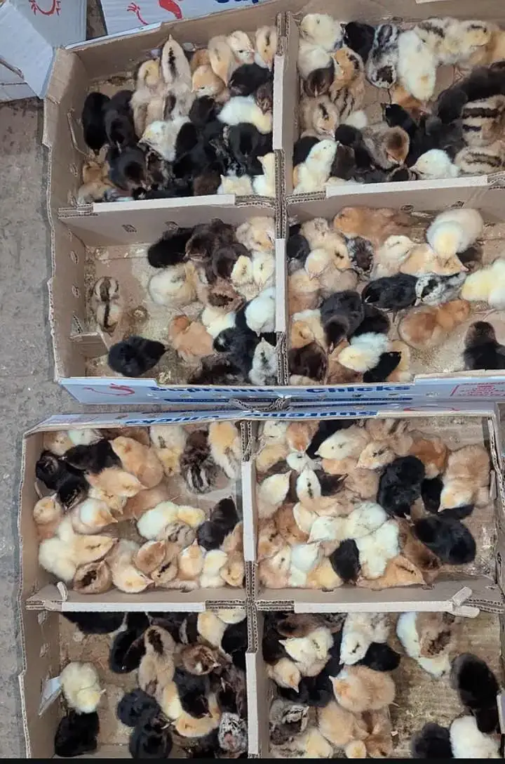 golden misri chicks pair 03359496284 — photo 4