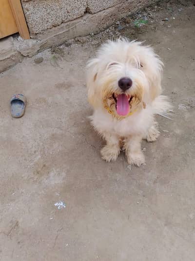 for sale