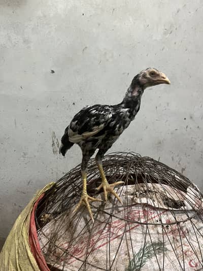 3 Aseel Chicks for sale each 1500 sawa and Lakha