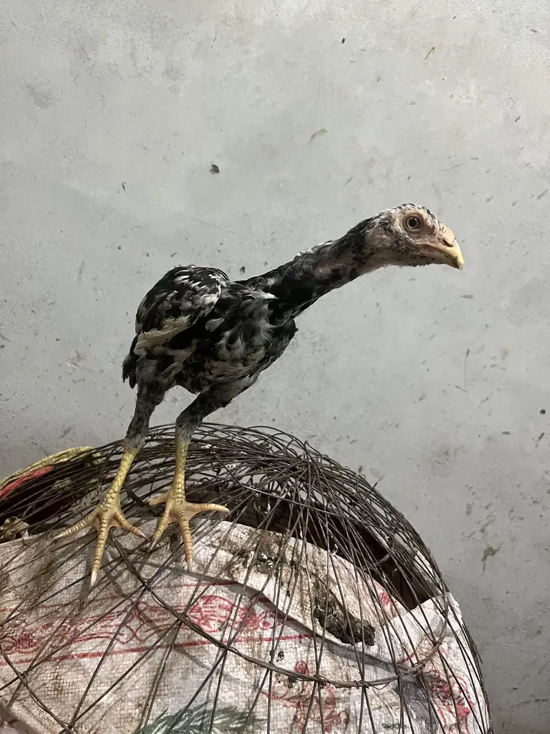 3 Aseel Chicks for sale each 1500 sawa and Lakha — photo 2