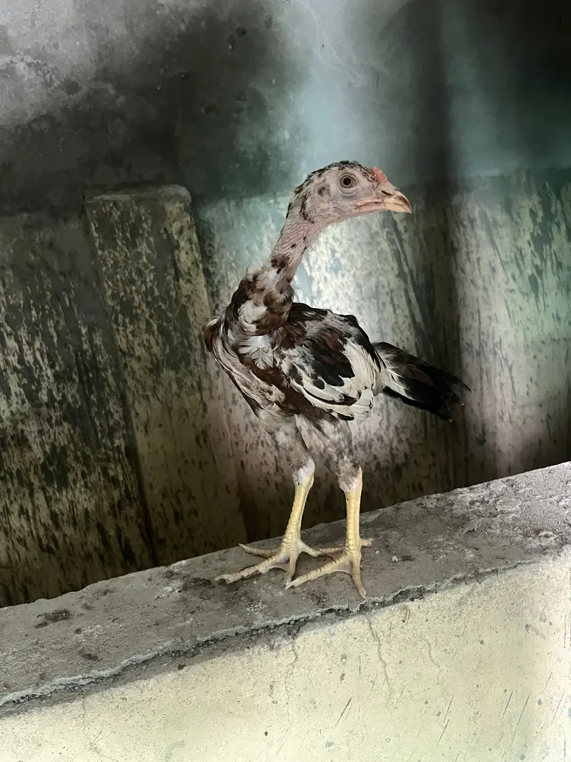 3 Aseel Chicks for sale each 1500 sawa and Lakha — photo 3