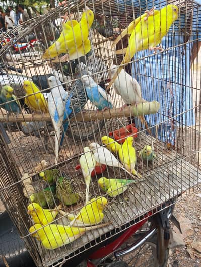 mix colors budgies