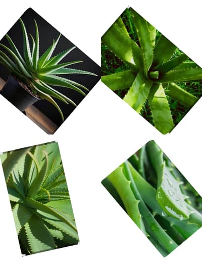 aloe vera plants