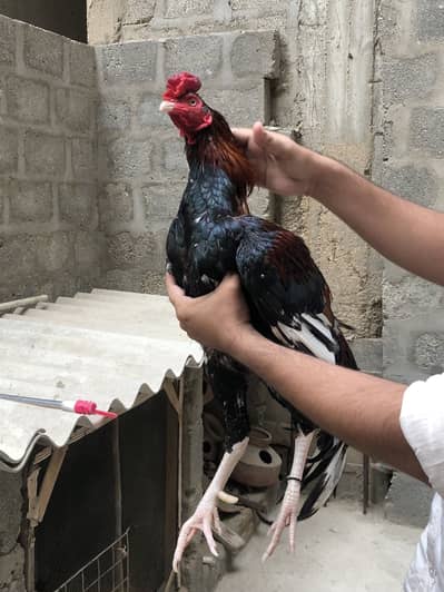 Aseel Mianwali Punjab Breed