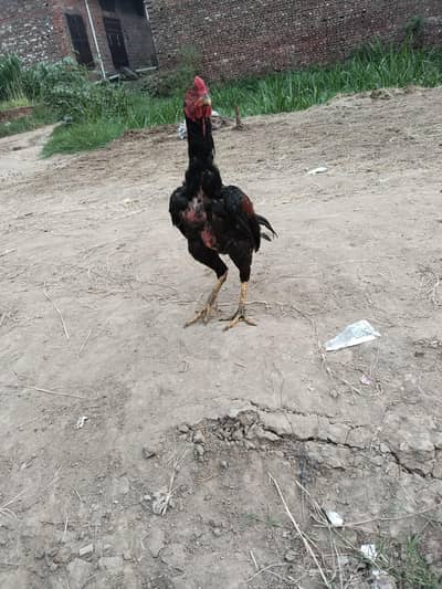 Aseel murgha urgent for sale