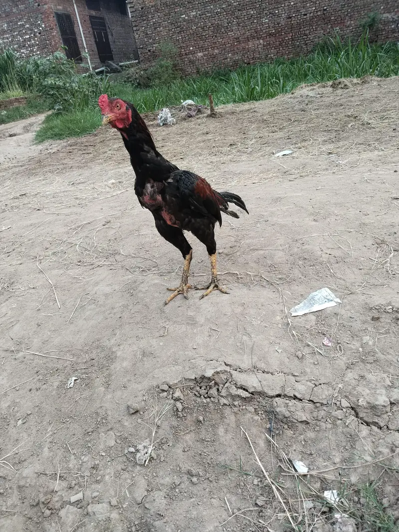 Aseel murgha urgent for sale — photo 2