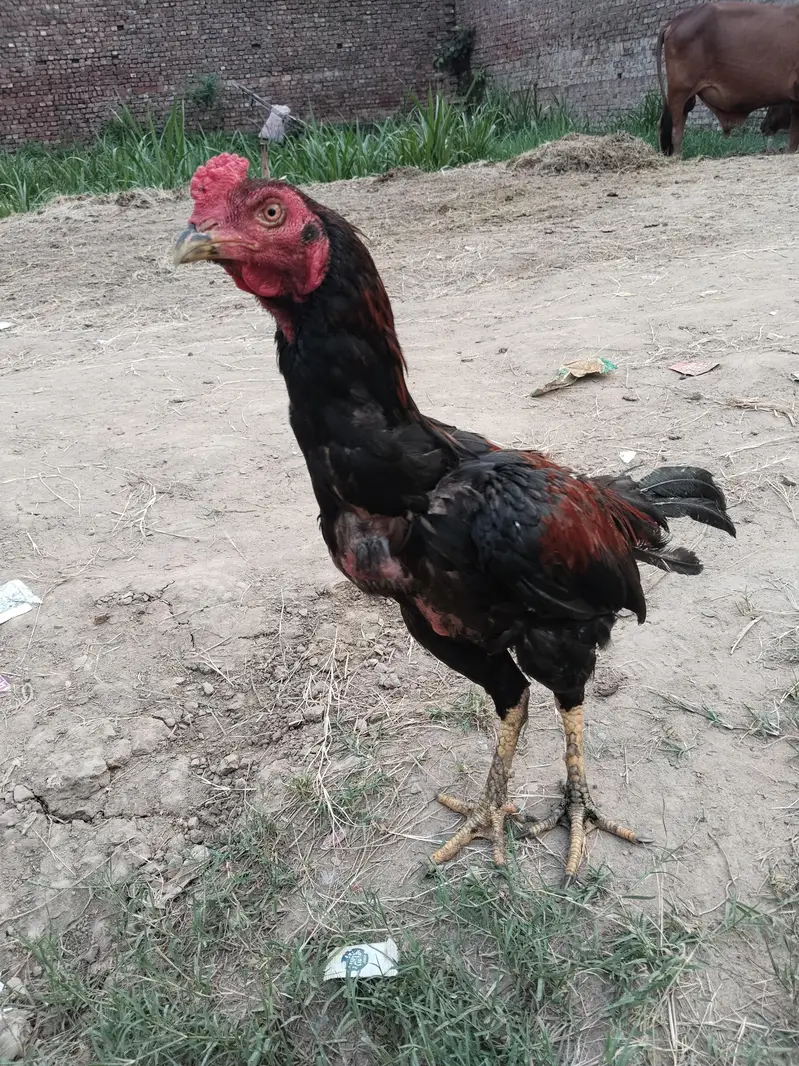 Aseel murgha urgent for sale — photo 3