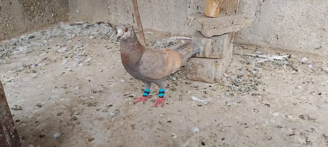 lal ban khera gandedargerman beautiful qasid male for sale 03123119357