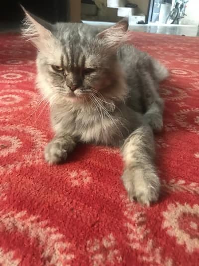 male Cat sale