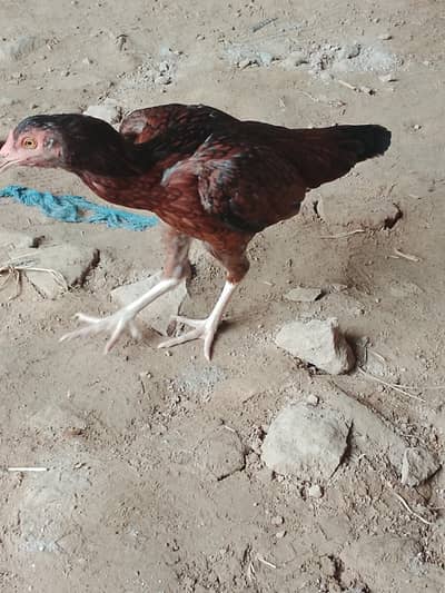 مرغے مرغا