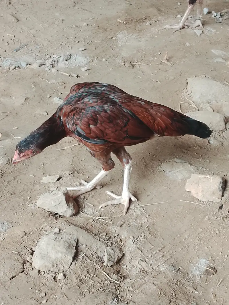 مرغے مرغا — photo 2