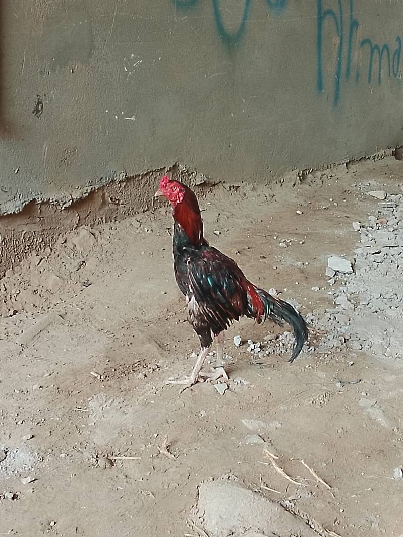 مرغے مرغا 2