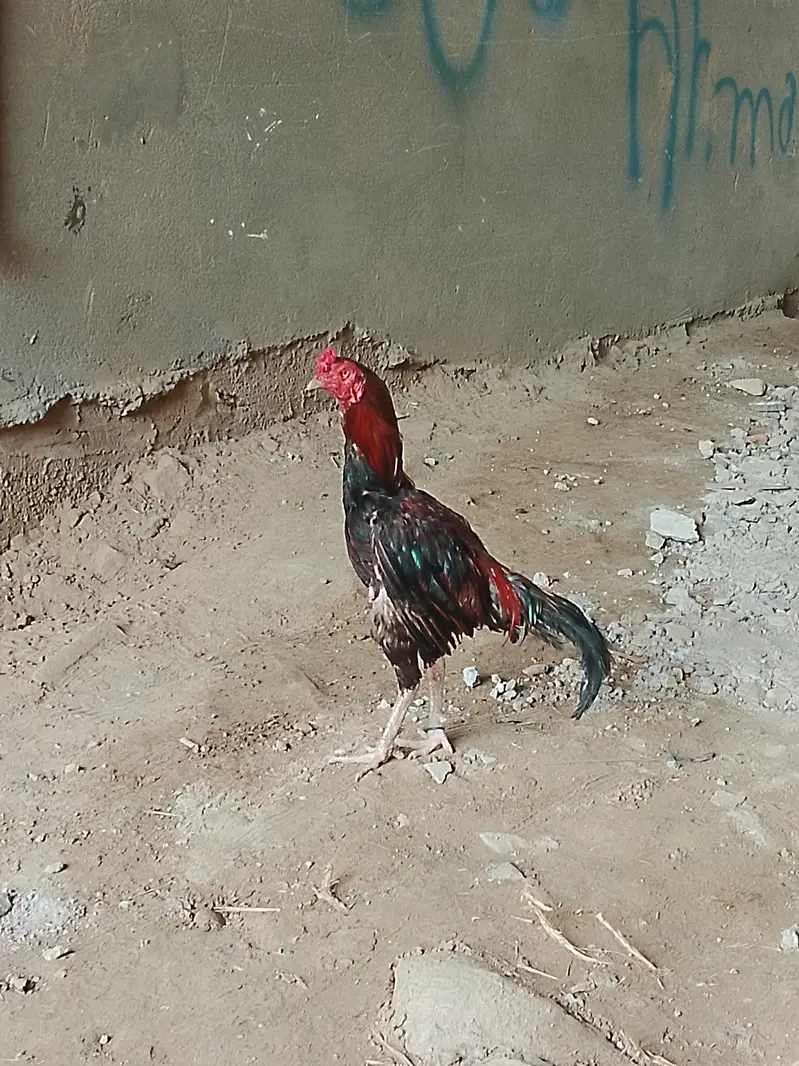 مرغے مرغا — photo 3