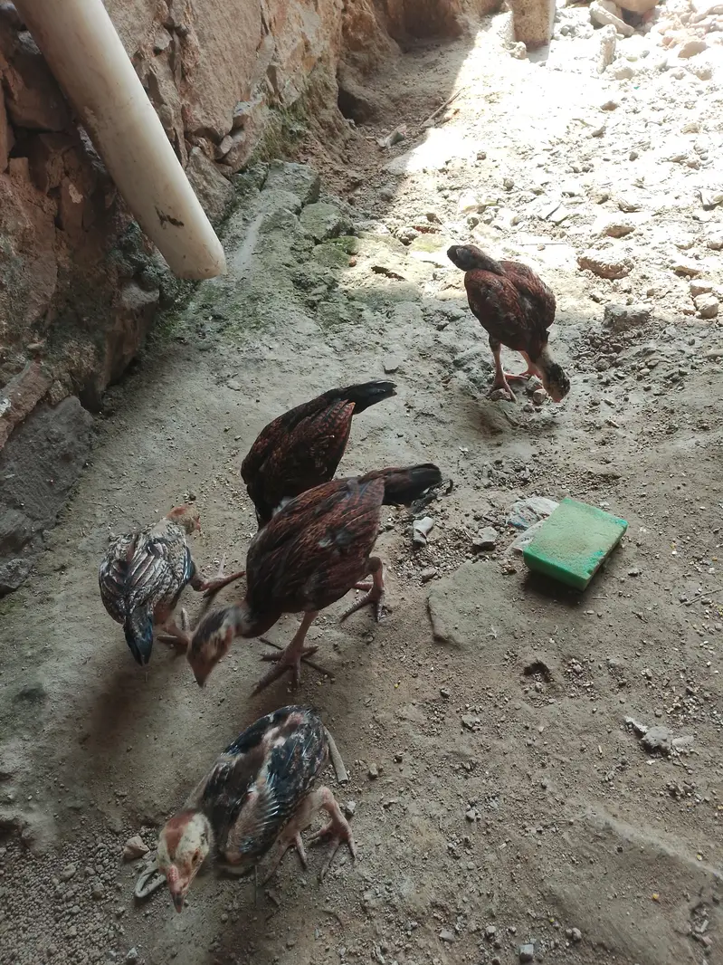 مرغے مرغا — photo 4