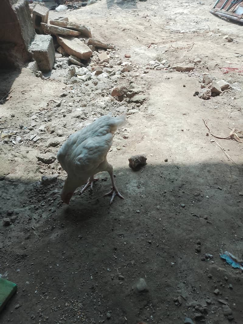 مرغے مرغا 4