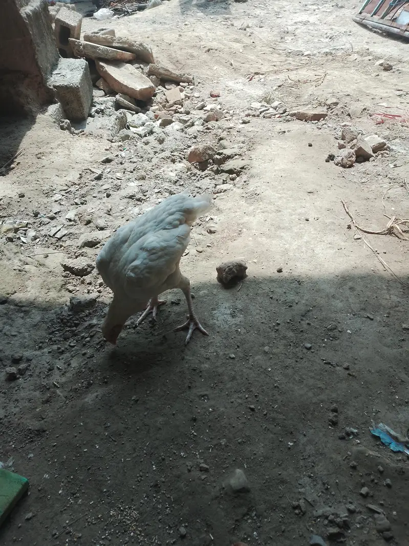 مرغے مرغا — photo 5