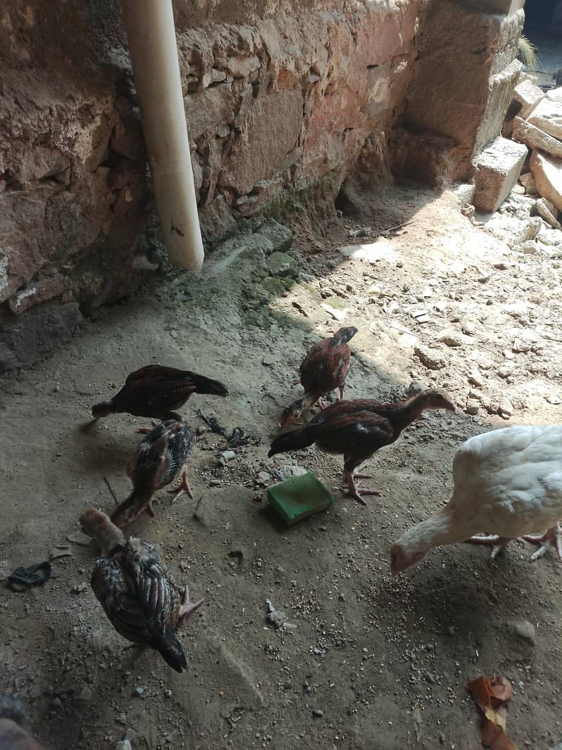 مرغے مرغا 5