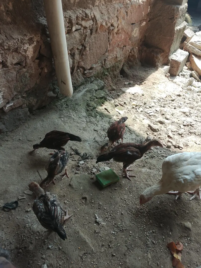 مرغے مرغا — photo 6