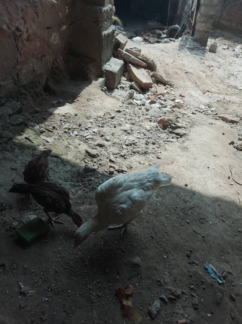 مرغے مرغا 6