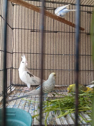 Bajri and Cokateil for sale