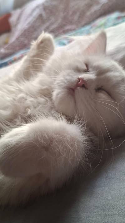 BRITISH SHORTHAIR + PERSIAN BREED CAT