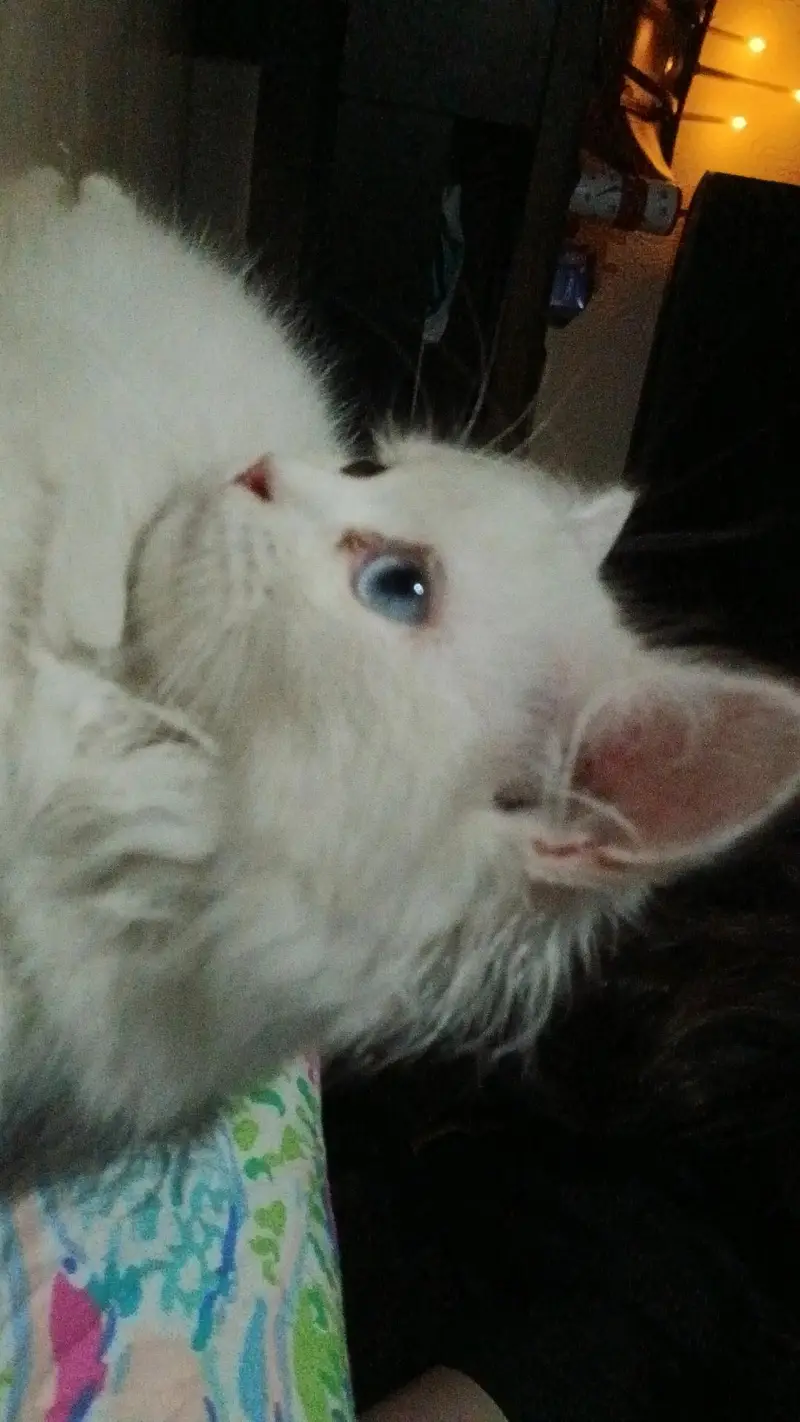 BRITISH SHORTHAIR + PERSIAN BREED CAT — photo 2