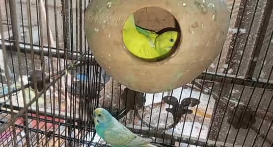 Rainbow  Budgie breeding for sale