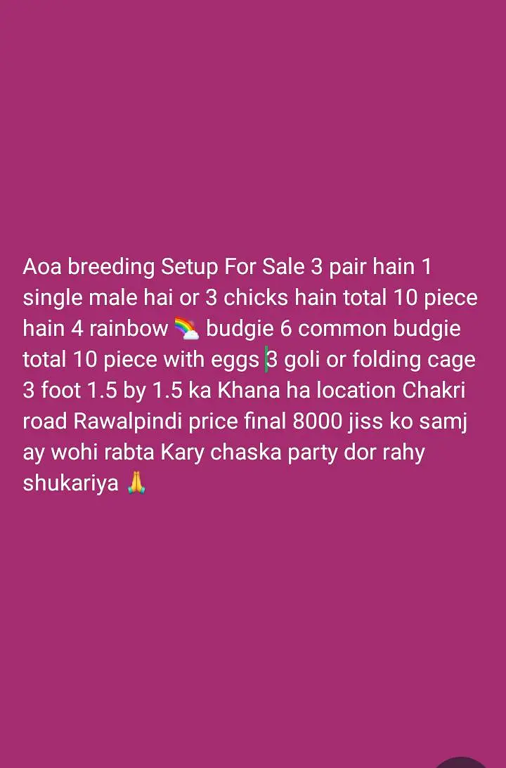 Rainbow  Budgie breeding for sale — photo 3