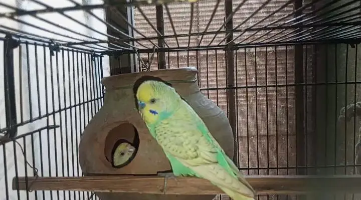 Rainbow  Budgie breeding for sale — photo 4