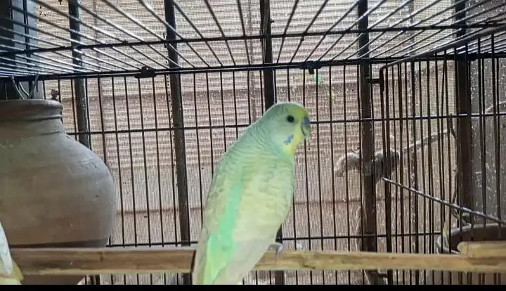 Rainbow  Budgie breeding for sale — photo 5