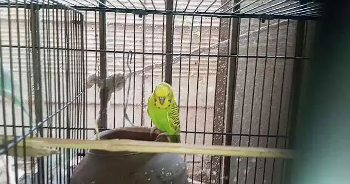 Rainbow  Budgie breeding for sale — photo 6
