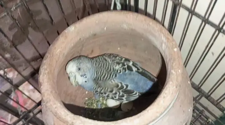 Rainbow  Budgie breeding for sale — photo 7