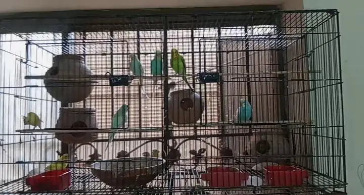Rainbow  Budgie breeding for sale — photo 8