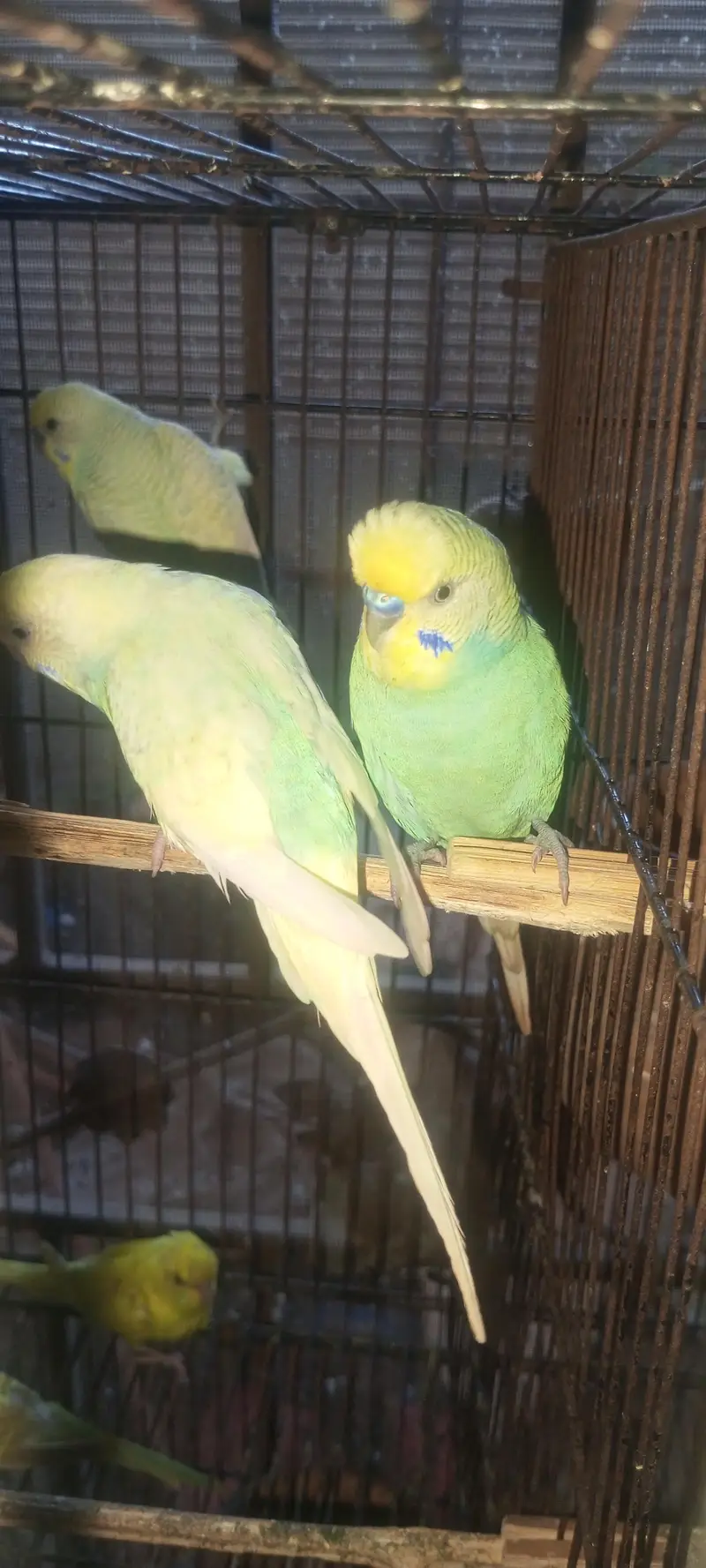 Rainbow  Budgie breeding for sale — photo 9