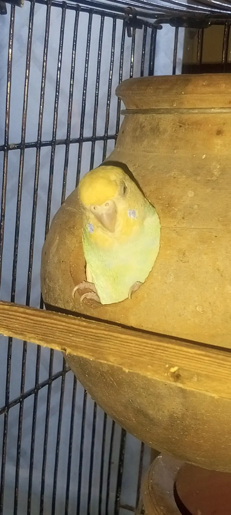 Rainbow  Budgie breeding for sale — photo 10