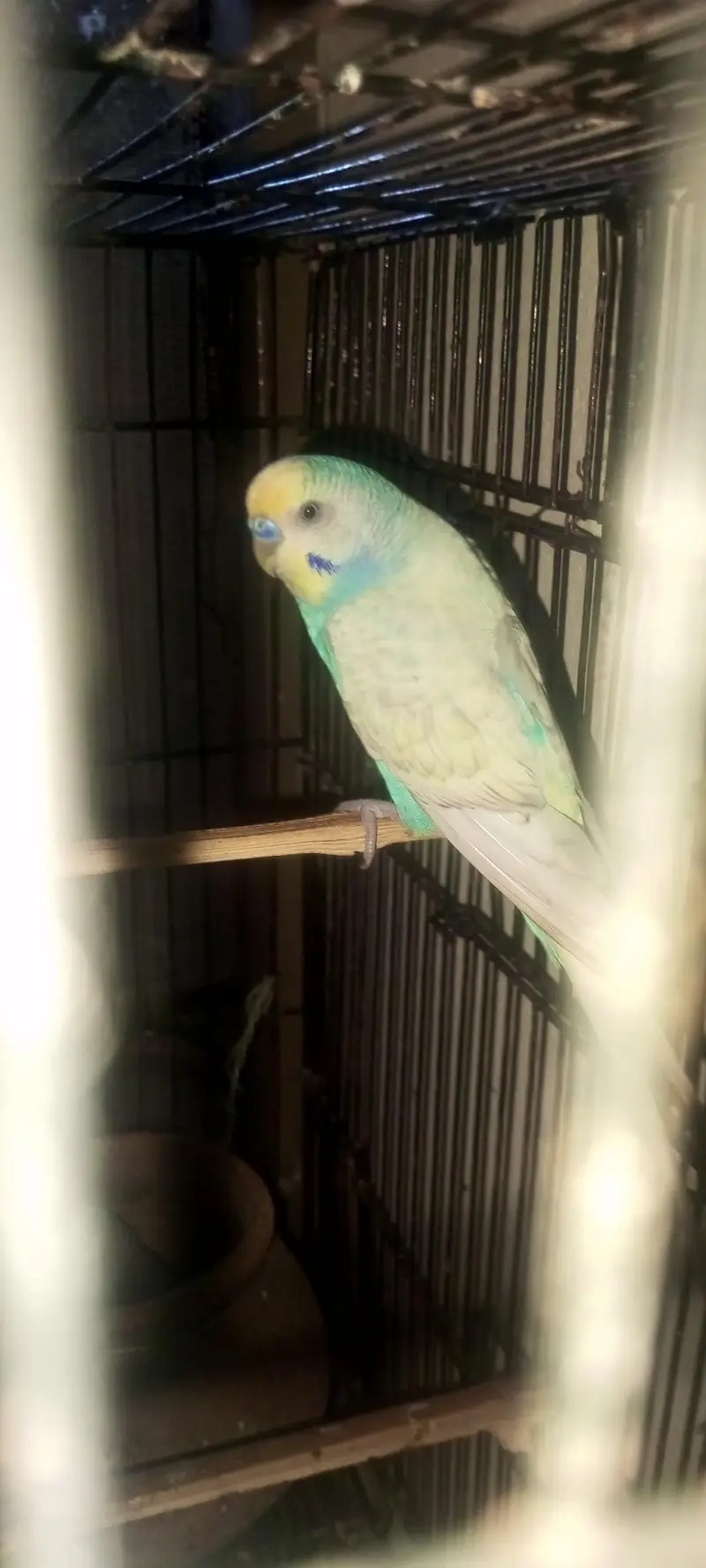 Rainbow  Budgie breeding for sale — photo 11