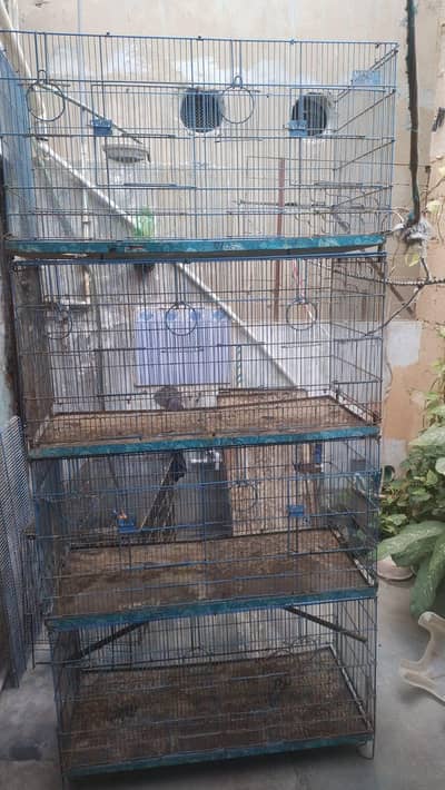 pineapple conure mall age 8 month