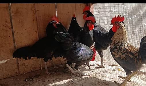 Asterlorp adult cock for sale