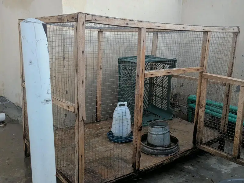Hen Cage | Excellent Condition — photo 2