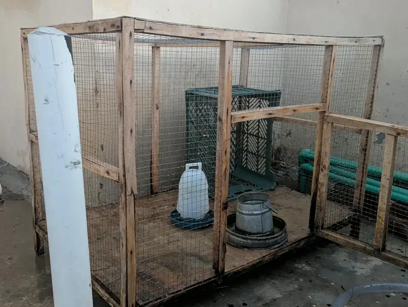 Hen Cage | Excellent Condition — photo 6