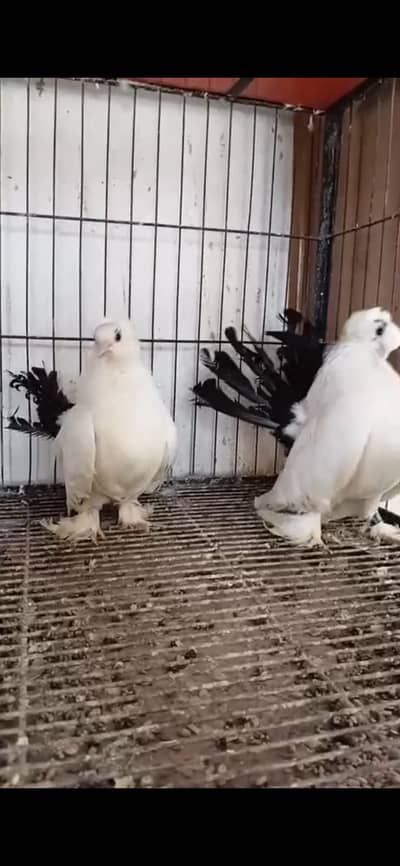 Fancy Pigeon - Rostov, Black Mukhi