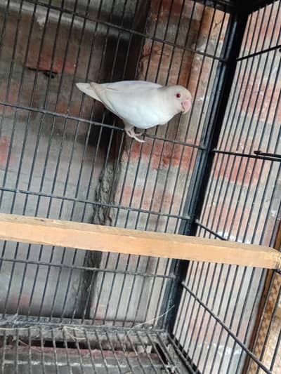 albino breeder male or aseel cage