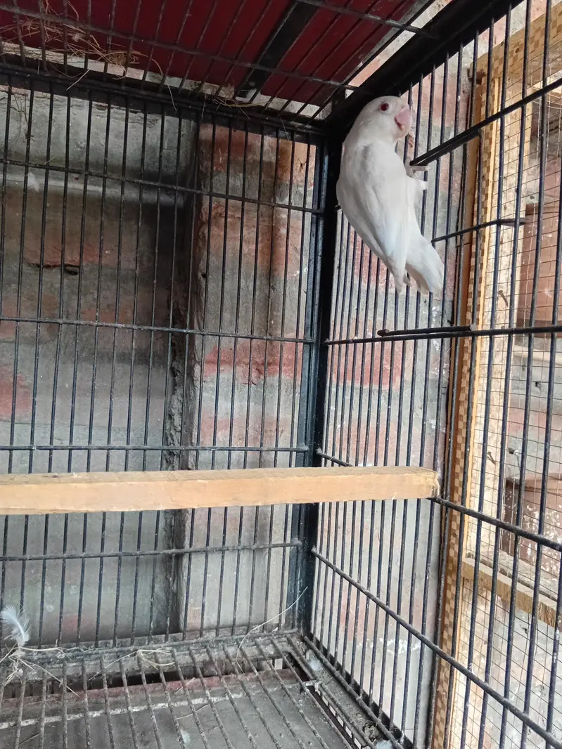 albino breeder male or aseel cage — photo 2