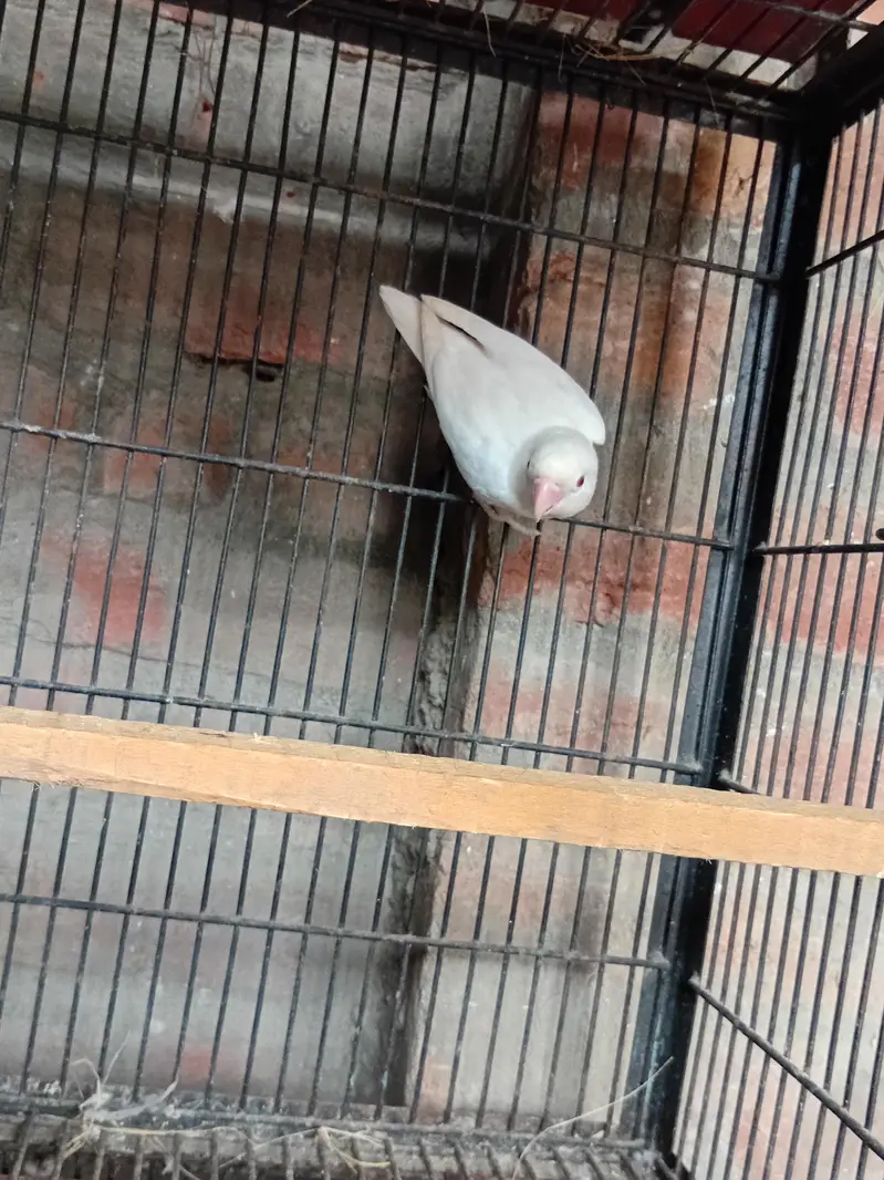 albino breeder male or aseel cage — photo 3