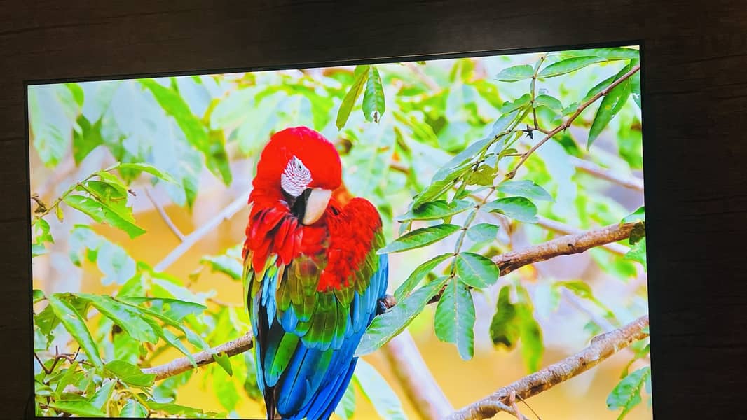 TCL LED 1