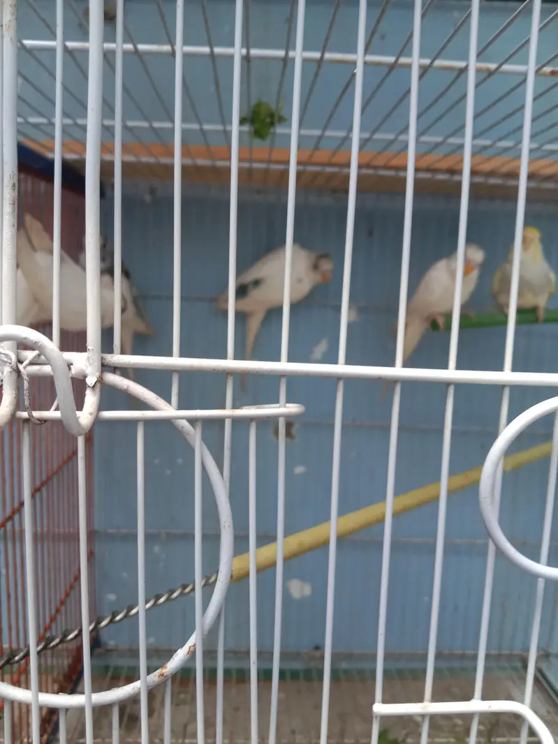 badgue patthe — photo 4