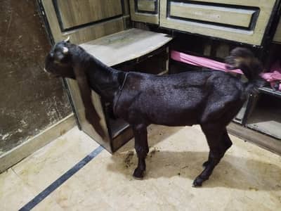 pure Kamori bakra