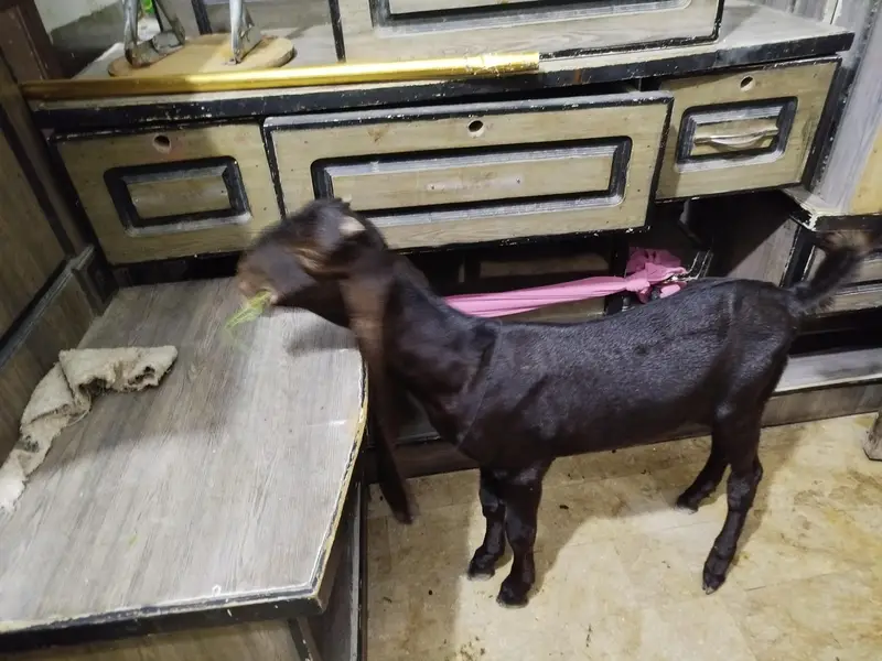 pure Kamori bakra — photo 2