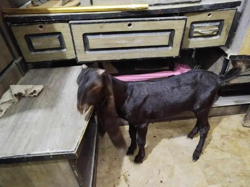 pure Kamori bakra — photo 3